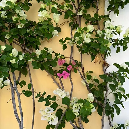 Oda ve Kahvaltı Casa Calamondino *